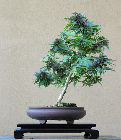Cannabis Sativa - Blueberry Strain (Bonsai)