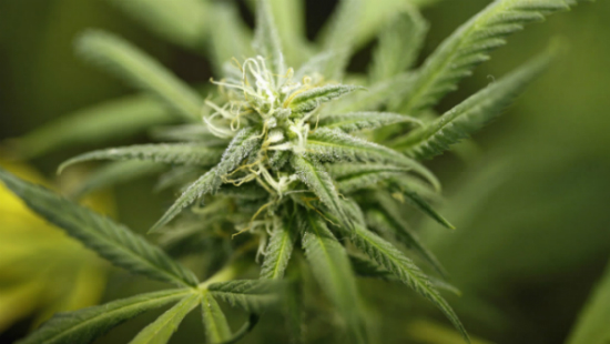 Cannabis