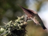 Hummingbird Drinking Nectar from Cannabis Plant